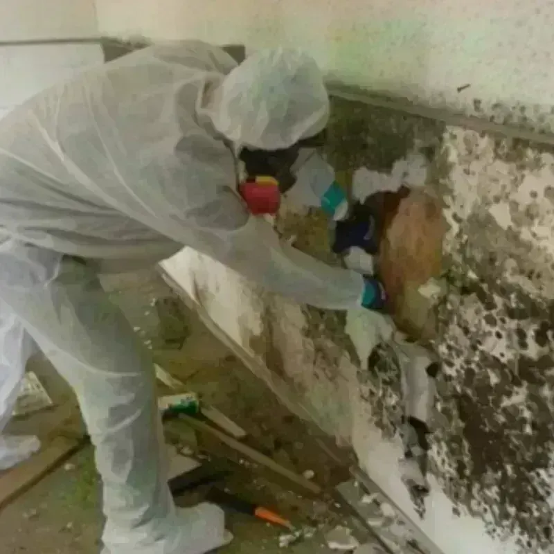 Mold Remediation and Removal in Woodfin, NC